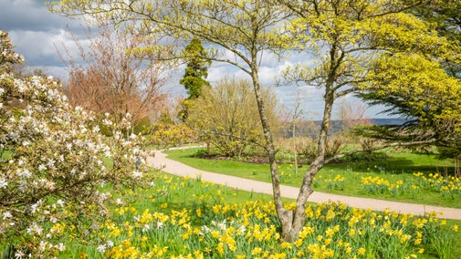 Bright yellow daffodils and white magnolias blooming beside the path at Emmetts Garden, Kent.